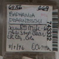 Badhamia dearnessii image